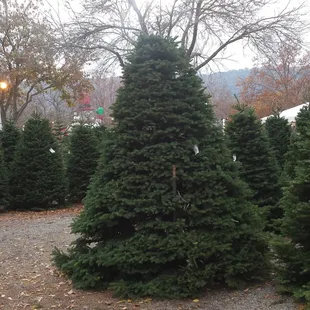 $280 for an 11 foot tree! It is beautiful.