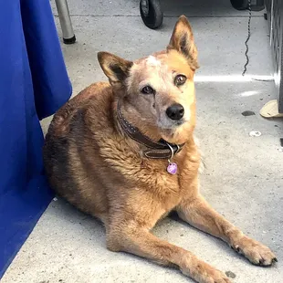 Pretty little Cindy who helped clean up the run away  hot dogs. ;)