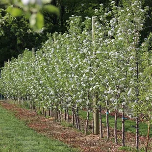apple trees in bloom