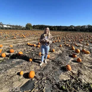 Pumpkin Patch