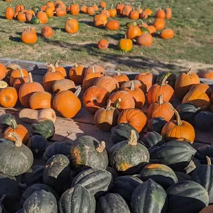 Pumpkin patch available too