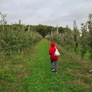 Apple orchard
