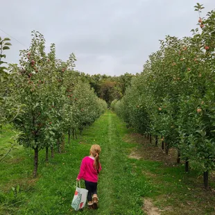 Apple picking