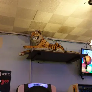 Save the tiger!