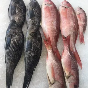 a variety of fish