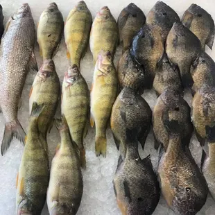 a variety of fish