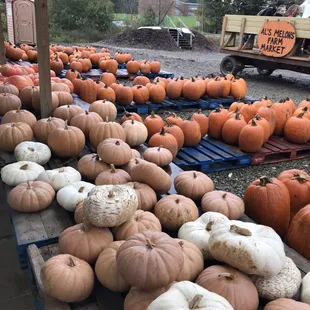 Pumpkins