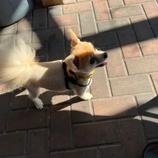 Our pooch