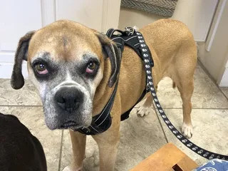 Advanced Care Veterinary Hospital