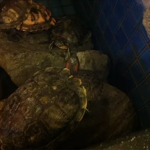 There are a lot of turtles in the front desk area. it is absolutely a special view if you eat there. Fun!