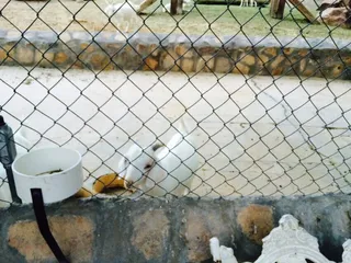 Indian Cliffs Ranch Inc