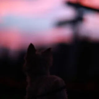 Amy F.