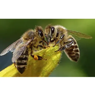 two bees on a yellow flower