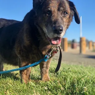 Nice open area to walk your dog!