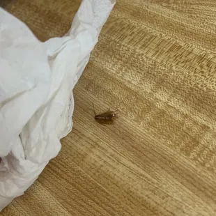 Ummm a roach