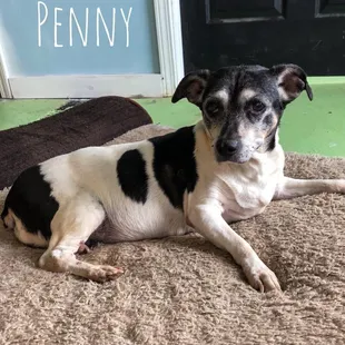 Penny