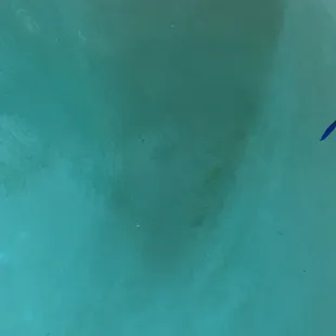 Photo of Always Blue Pools "service"