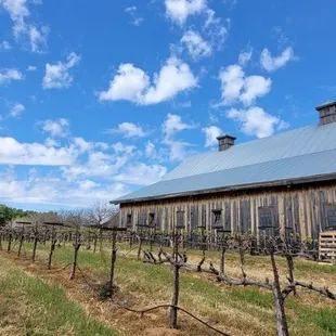 an old barn in a vineyard