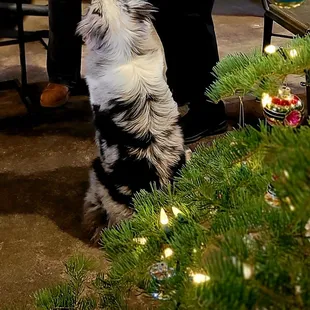 Sammie the Wine Cellar pooch!:)