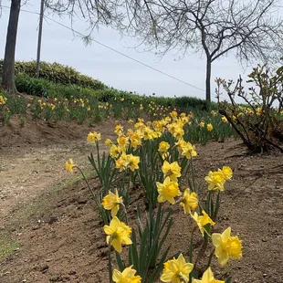 What's in bloom in April