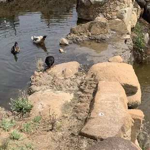 Duck friends