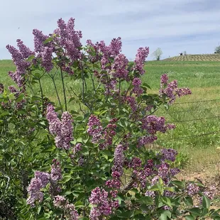 Looking out over their hillsides