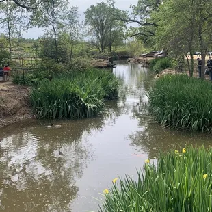 The pond with turtles