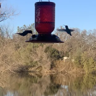 Love the hummingbirds on the patio