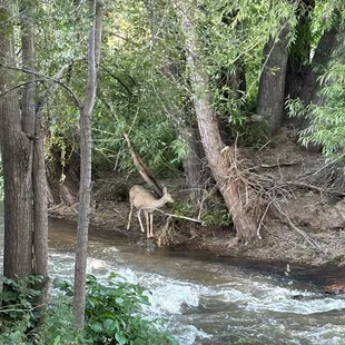 Creek side view
