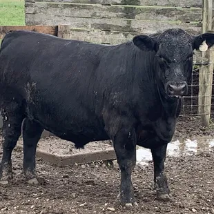 a black cow standing in a pen