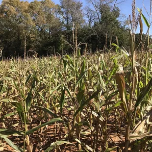 Hard to see through the corn