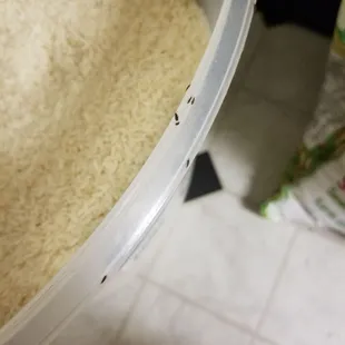 Bugs in the rice bag