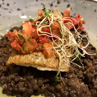 Rainbow Trout