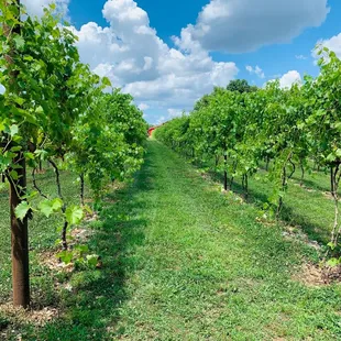Beautiful winery grounds.