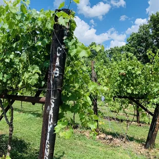 Good Grapes = Good Wine!