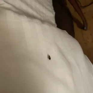 Cockroach on our bed