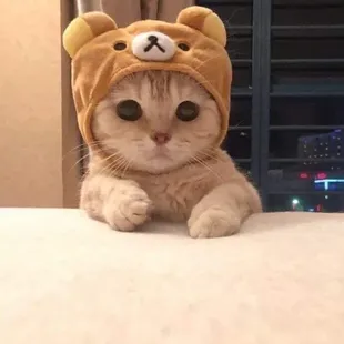 This cat followed me from the ally