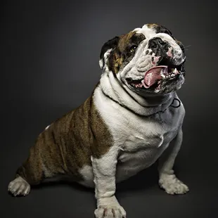 Fresno, Clovis Pet Photography, Dog, Bulldog