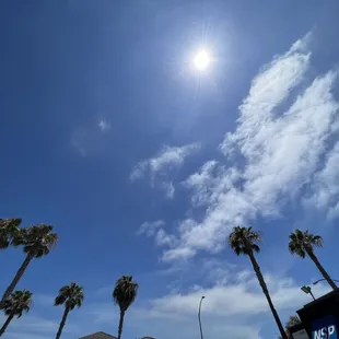 palm trees and a bright sun