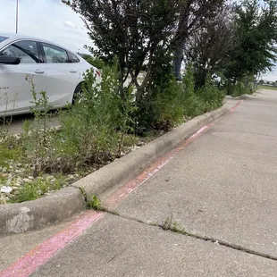 The people that manage this place simply don't care anymore. The weeds are ridiculously out of control.
