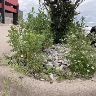 The people that manage this place simply don't care anymore. The weeds are ridiculously out of control.