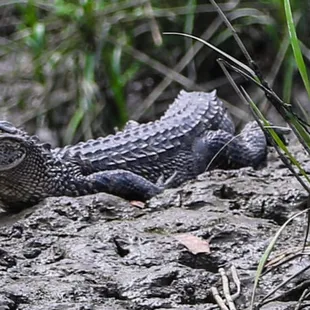Little baby gator on Egan's creek Amelia Island Kayaking.