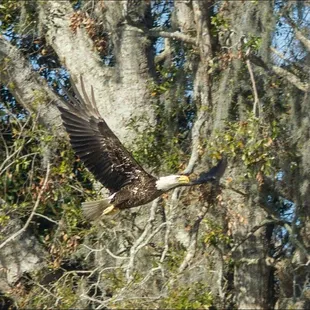 Amelia Island eagle
