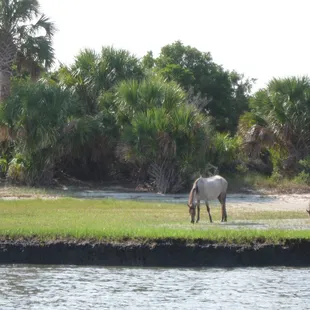 young colt on Cumberland Island