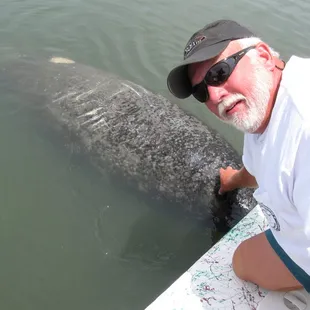 manatee at the dock