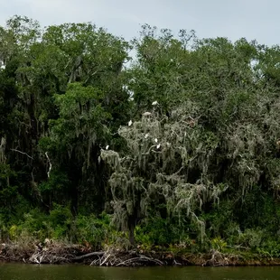 Spoonbills on Beach Creek Cumberland Island