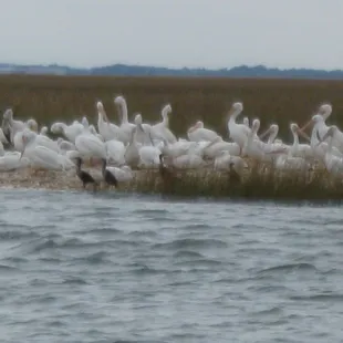 White pelicans in the marsh