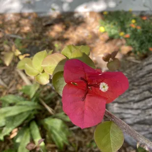 bougainvillea