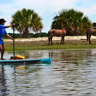 SUP Amelia to Cumberland Island