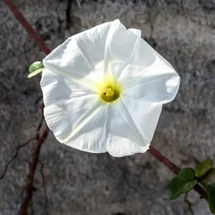 SUP Amelia Island and find beautiful flowers